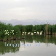 ֦Ҷï